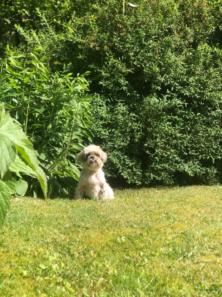 rouw om huisdier